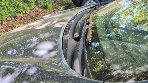 Car covered in yellow pollen, close up detail front window Stock Footage 334808393