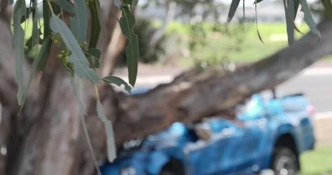 Car crashed into tree. Stock Footage 155290863