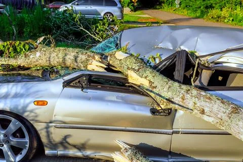 Car damaged by fallen tree branch in residential area Stock Photos