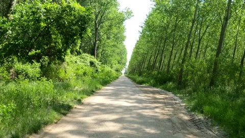 Car dashboard camera pov shot of road through green forest Video stock 133082201
