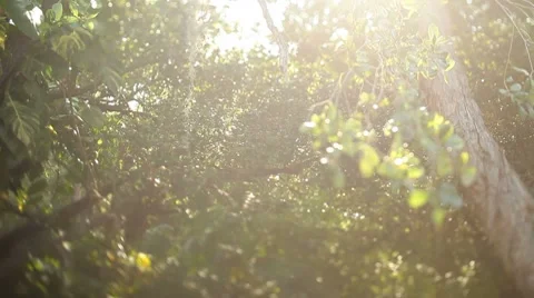 Car dives under trees Stock Footage 8688371