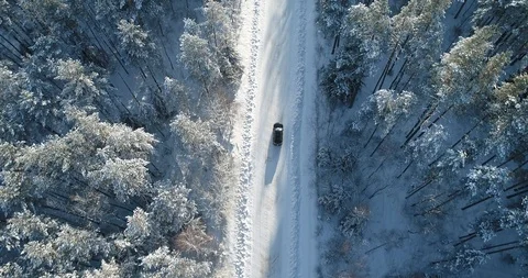 Car drive in forest Stock Footage 101746378