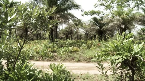 A car drives along an empty dirt road in the jungle. Stock Footage 212100796