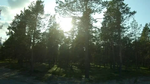 A car drives along a pine forest, shot from the window Video stock 306369229