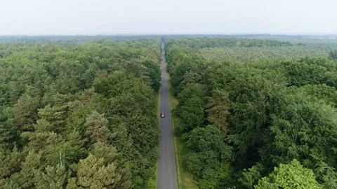 Car drives down straight road between tall forest trees, drone aerial 4K Stock Footage 101175169