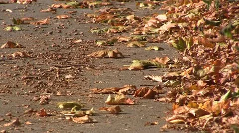 Car drives at fall Stock Footage 10606723