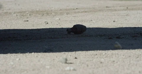 Car Drives over Hand Grenade Stock Footage 73059164