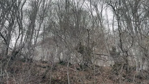 A car drives through a dense forest on a foggy day, showcasing the eerie beau Stock Footage 292688204