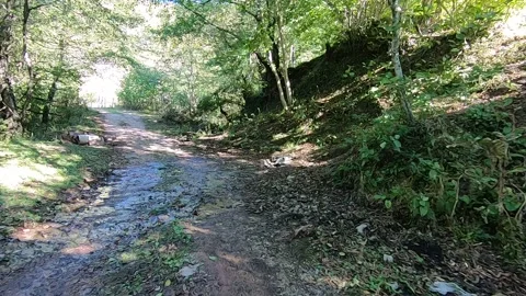The car drives through the forest Stock Footage 150237586