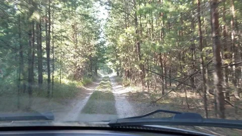 The car drives through the forest on a narrow dirt road, first-person view Vídeo Stock 217965908