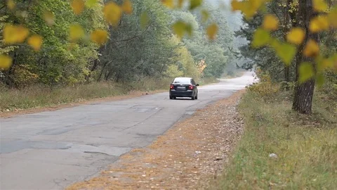 Car drives through the forest road. Video stock 81527218