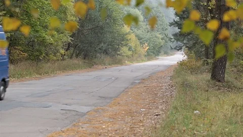 Car drives through the forest road. Stock Footage 81528351