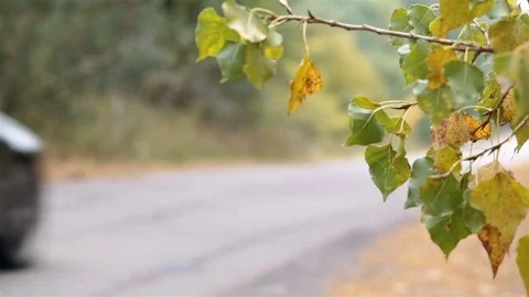 Car drives through the forest road. Stock-Footage 81698062
