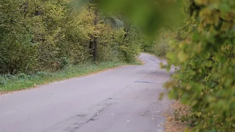 Car drives through the forest road. Stockbeeldmateriaal 82038332