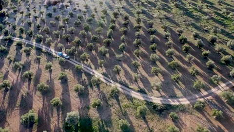 A car drives through an olive grove Stock Footage 313273225