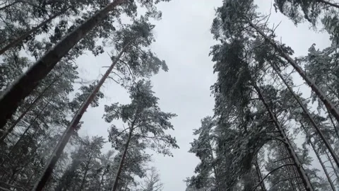 Car drives through a snowy forest, there is a lot of snow around, and there is s Stock Footage 147154434