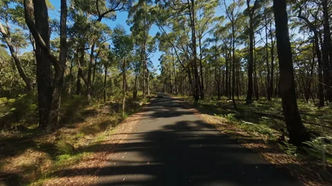The car is driving along a forest road. Video from the drone. Stock Footage 244635489