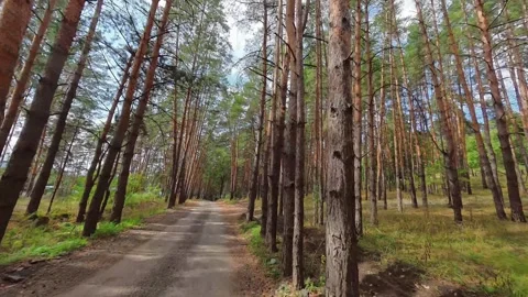 The car is driving along a path in the forest in summer Stock Footage 319031176