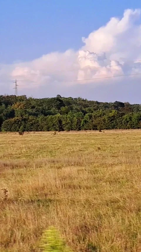 Car Driving Cows Background Short Video Video stock 251142519