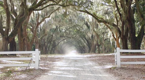Car driving down dusty Road with oak trees. Stock-Footage 44981643