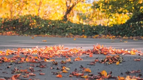 Car driving fast along an empty road over yellow leaves at park. Stock Footage 112609976