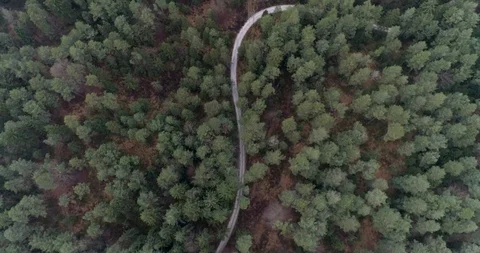 Car driving forest road fall Video stock 99973269