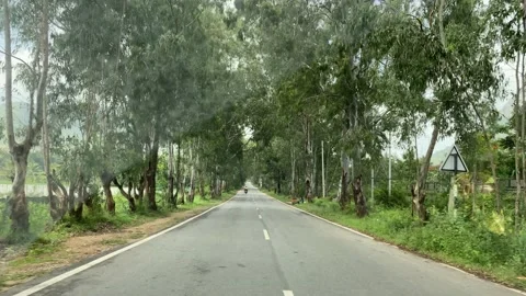 Car driving inside the Deep forest Video stock 163755307