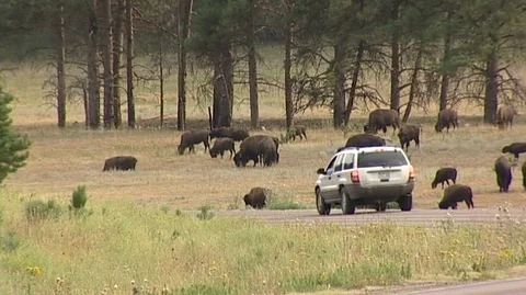 Car Driving Past Bison in Custer State Park in South Dakota Stock Footage 93056573