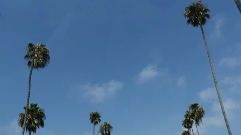 Car Driving Past Rows of Palm Trees Stock Footage 79502522