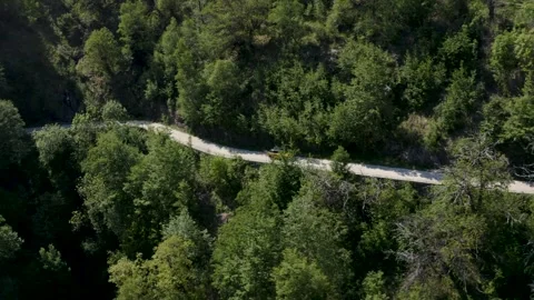 Car Driving a Remote Forest Road: Top-Down Aerial View Stock Footage 308451560