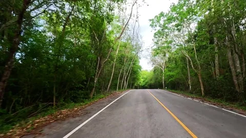 Car driving on the road along the forest. Tree tunnel road. Vídeo Stock 244541663