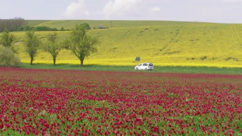 Car driving by road between flowering clover and rape fields Stock Footage 130216152