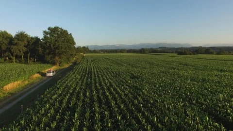 Car driving on road in the middle of the field in the sunset Stock Footage 103706820