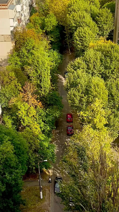 Car Driving on Road Through Trees at Sunset Stock Footage 319341895
