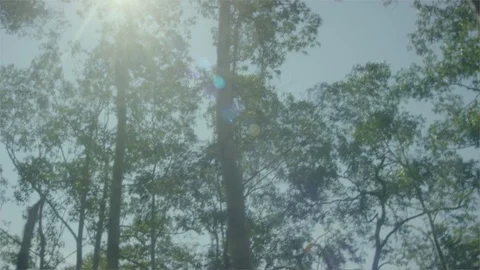 Car driving through the forest Stock Footage 107403413