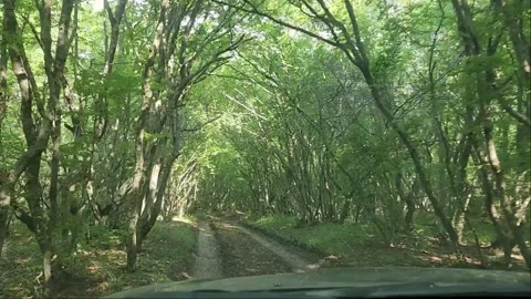 Car driving through forest road Stock Footage 303698059