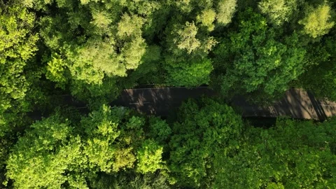 Car driving through forest road, aerial top‑down view Stock Footage 334679441