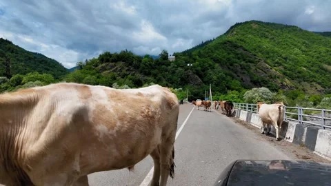 Car driving through herd of cows blocking mountain road bridge Stock Footage 345353254