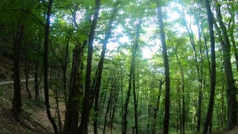 Car driving through a lush green forest on a winding road with sun flare Stock Footage 343931372