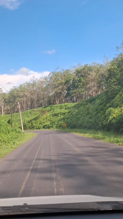 Car driving through rubber tree plantation Stock Footage 277936439