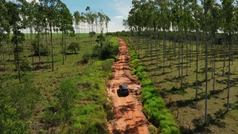 Car Driving Through Scenic Tree Plantation Road in Paraguay Video stock 307489249
