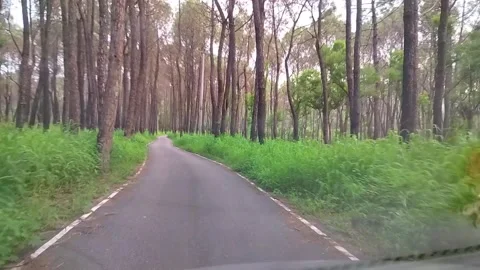 A car driving through single road both side covered with pine trees in deep  動画素材 336726387