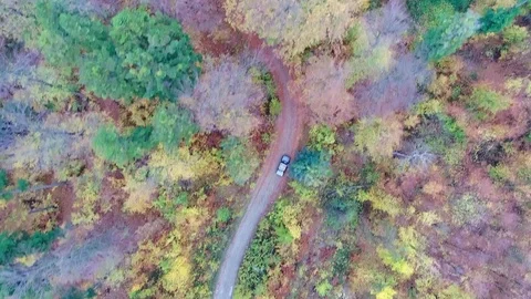 Car Driving Through The Woods Видео 82448291