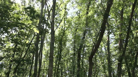 Car driving in the woods Stockbeeldmateriaal 24501332