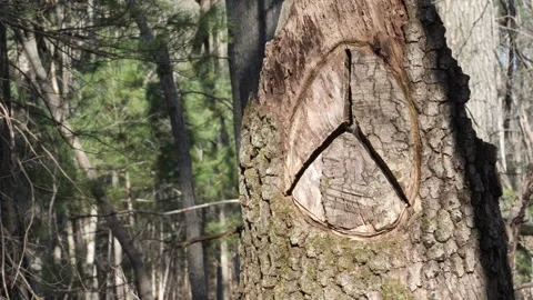 Car Emblem Carved in Tree Trunk 스톡 동영상 237646196