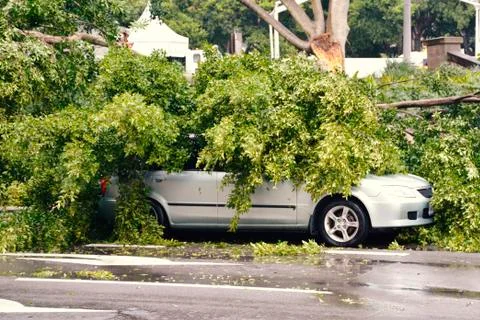 Car Filled With Trees Fallen Because of a Hurricane Stock Photos