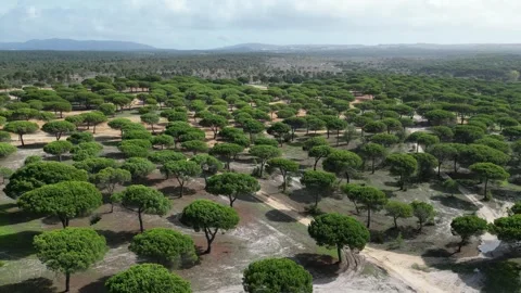 Car in Forest Stock Footage 280262927