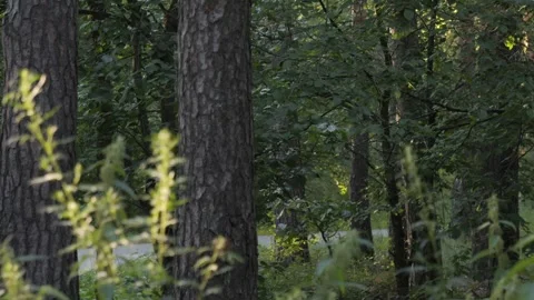 A car in the forest is out of focus, moving in the forest belt. Car in nature Stock Footage 280384468