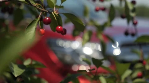 A car in the forest is out of focus, moving in the forest belt. Car in nature Stock Footage 280384488