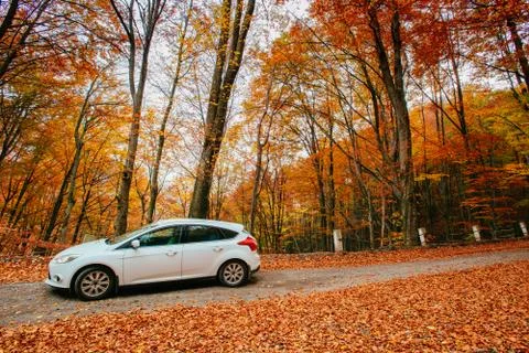 Car on a forest path Stock Photos